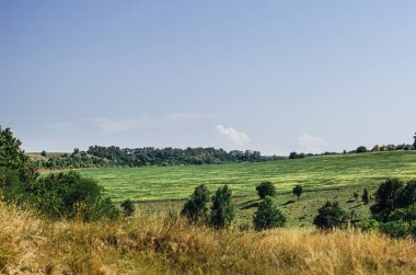 sazlar ve bitkiler çimenli tarlaların yanında gökyüzüne karşı