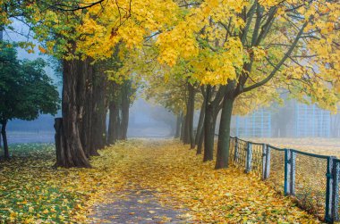 Sonbaharın başlarında, yaprak döken bir yol. Bak.