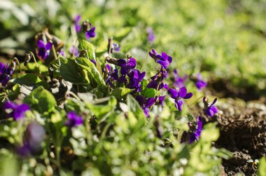 Sisli yaz güneşinde çayırdaki kır çiçeklerinden oluşan bir koleksiyon. ibikli kuş