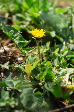Sisli yaz güneşinde çayırdaki kır çiçeklerinden oluşan bir koleksiyon. sarı karahindiba