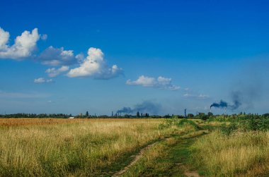 sazlar ve bitkiler çimenli tarlaların yanında gökyüzüne karşı
