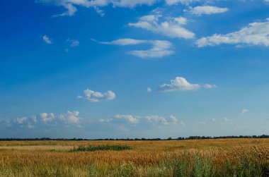 sazlar ve bitkiler çimenli tarlaların yanında gökyüzüne karşı
