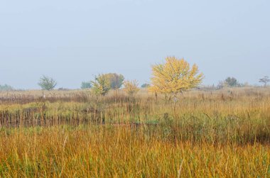 sazlar ve bitkiler çimenli tarlaların yanında gökyüzüne karşı