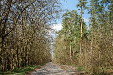 Orman yolu, yüksek çam ağaçları yol boyunca büyür.