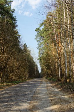 Orman yolu, yüksek çam ağaçları yol boyunca büyür.