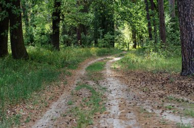 Orman yolu, yüksek çam ağaçları yol boyunca büyür.