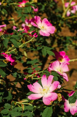 Yeşil çalı ve pembe güller vahşidir. Güneş ışığı, açık arazi, arka plan