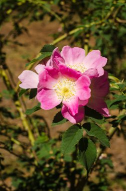 Yeşil çalı ve pembe güller vahşidir. Güneş ışığı, açık arazi, arka plan