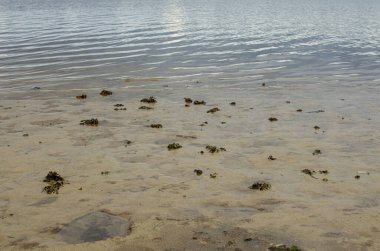 Sahilde, kumda algler uzanıyor, sakin dalgalar, yakın çekim