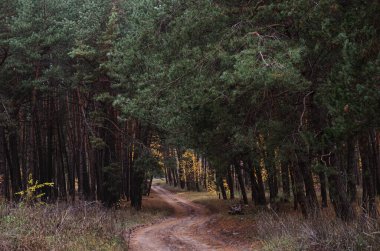 Orman yolu, yüksek çam ağaçları yol boyunca büyür.
