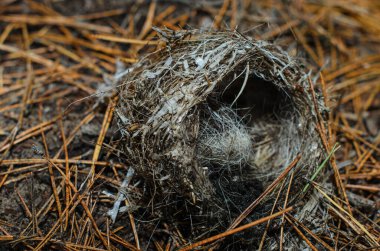 Kuş yuvası, yakın plan. Kuşlar için ev