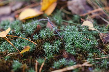 Yeşil yosunlu Macro cyan liken. Sığ odak