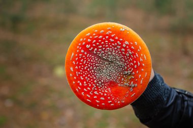 Sabahın erken saatlerinde, çam ormanı, mantar yetiştirir. Akarik uç