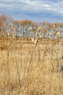 Mavi gökyüzü ve sonbahar tarlası
