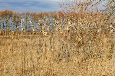 Mavi gökyüzü ve sonbahar tarlası