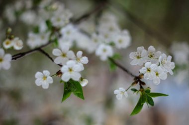 Pembe ilkbahar kiraz çiçeği, Güney Kore 'de bahar pembe çiçekli kiraz ağacı dalı. Nisan, Flora.