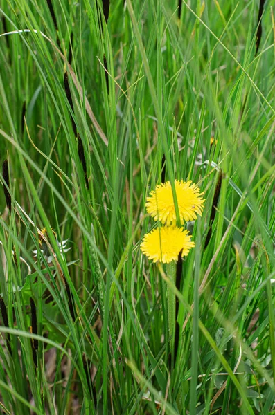 Koleksi Bunga Liar Padang Rumput Musim Panas Yang Berkabut Sinar — Stok Foto