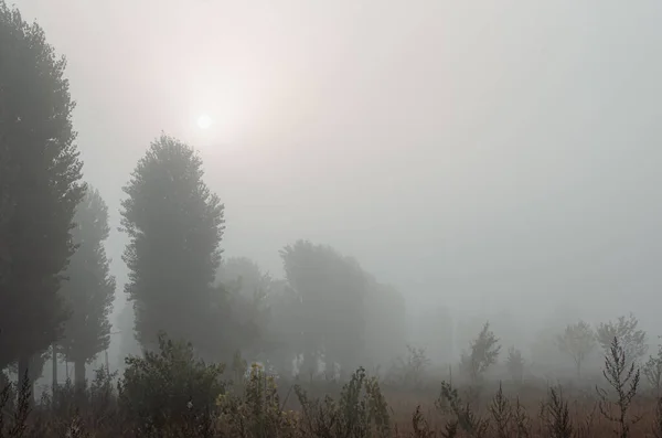 Clima Nublado Mañana Brumosa Otoño Campo Desolado Sombrío Árboles Lejos —  Fotos de Stock