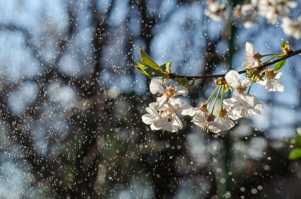 Rosafarbene Frühlingskirschblüte Kirschbaumzweig Mit Frühlingshaften Rosafarbenen Blüten März Südkorea April — Stockfoto