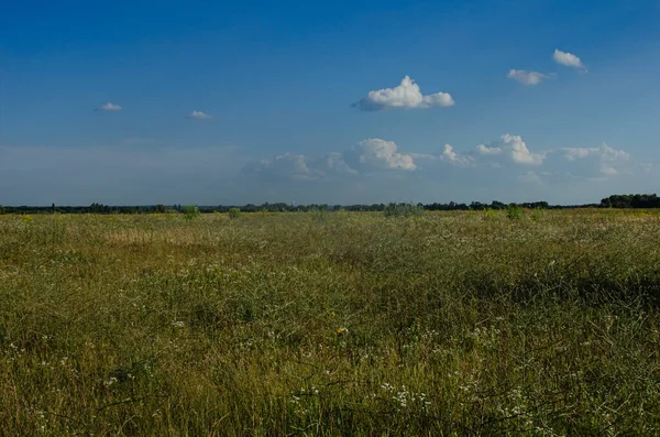 Rees Planten Buurt Van Grasveld Tegen Hemel — Stockfoto