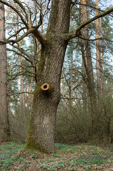 Hollow wood from old tree. Hole in the tree. Wood hollow, look like an eye of the tree. Old wood surface, texture for background.