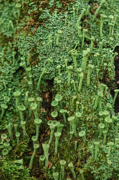 Macro Closeup Ciano Líquen Musgo Verde Foco Superficial — Fotografia de Stock