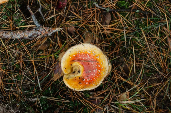Kora Reggel Fenyőerdő Gombát Termeszt Repül Agaric — Stock Fotó