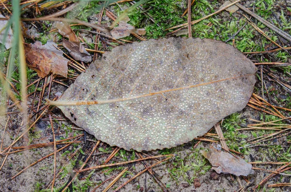 Autumn Weather Brown Leaf Dew Drops Close — Stock Photo, Image