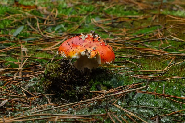 Kora Reggel Fenyőerdő Gombát Termeszt Repül Agaric — Stock Fotó