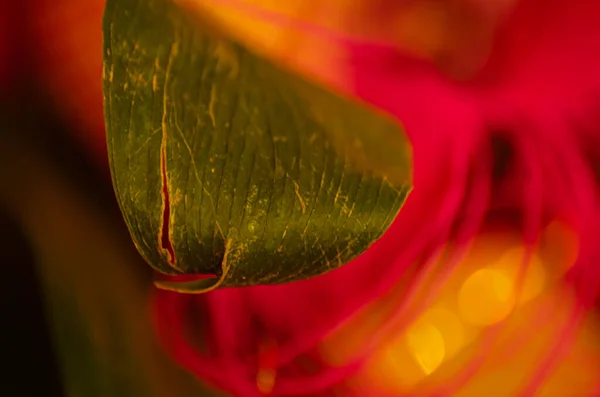 Folha Verde Close Fundo Rosa Lado Rosado Brilho Dourado Tiro — Fotografia de Stock