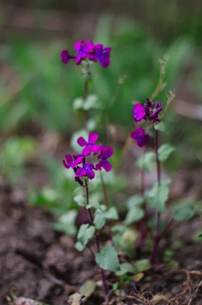 Beautiful Flowers Purple Aubrieta Sunny Garden Aubrieta Deltoidea Spring Flower — Stock Photo, Image