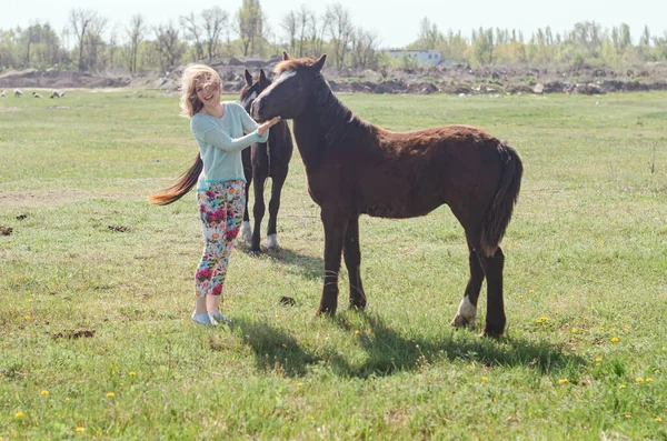 Pessoas Com Cavalos Belo Cavalo Parque Dia Verão Quente Imagens Royalty-Free