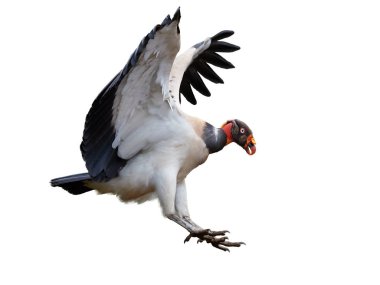 Beyaz arka plan üzerinde Kral akbaba, izole Sarcoramphus baba, ile uçan Yeni Dünya akbabaları, en büyük kanatlar uzanmış. Yaban hayatı fotoğraf, Kosta Rika, Orta Amerika.
