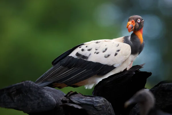 Королівський Гриф Папа Sarcoramphus Найбільший Сімействами Дивні Барвисті Американський Сміттяра — стокове фото