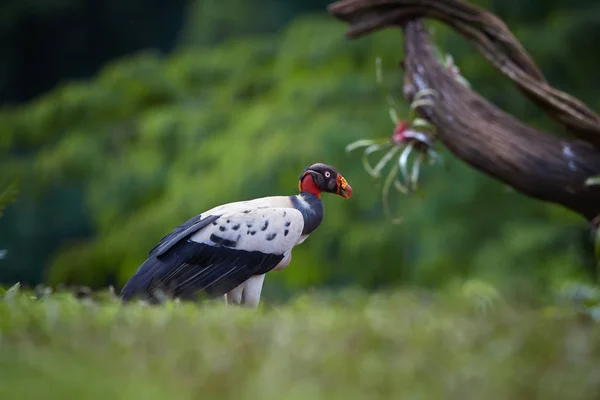 King Vulture Sarcoramphus Papa Grand Des Vautours Nouveau Monde Bizarre — Photo