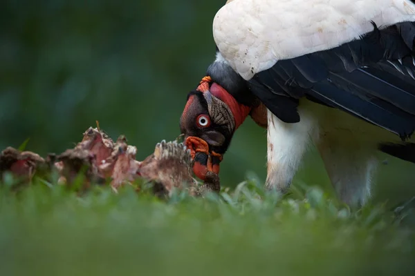 Kral Karkas Besleme Akbaba Sarcoramphus Baba Yeni Dünya Akbabaları Büyük — Stok fotoğraf