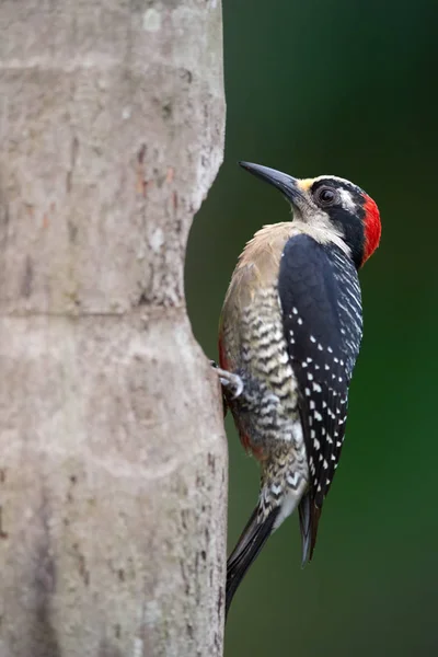 Schwarzwangenspecht Melanerpes Pucherani Tropenspecht Neben Dem Nistloch Bunter Vogel Der — Stockfoto