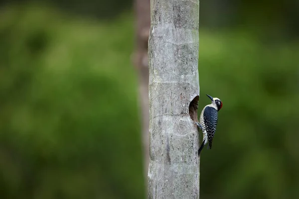 Dzięcioł Czarny Policzki Melanerpes Wikispecies Tropikalny Dzięcioł Obok Otworów Zagnieżdżania — Zdjęcie stockowe