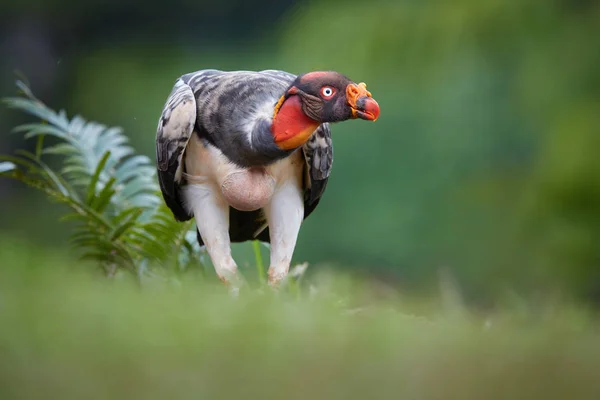 Rey Buitre Sarcoramphus Papa Más Grande Los Buitres Del Nuevo —  Fotos de Stock