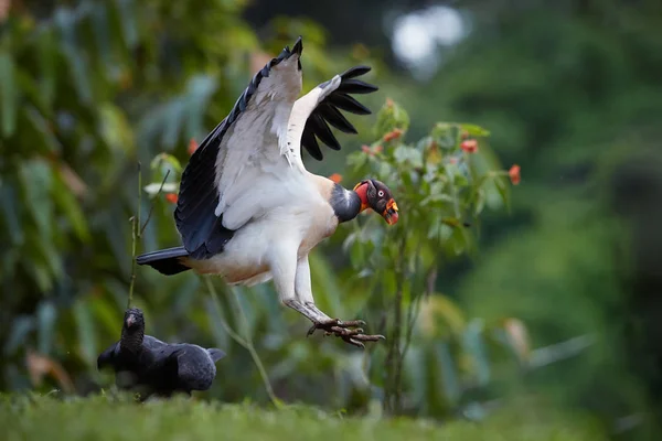 Flying King Vulture Sarcoramphus Papa Largest New World Vultures Bird — Stock Photo, Image