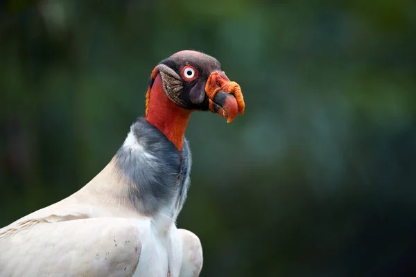 Rey Buitre Sarcoramphus Papa Más Grande Los Buitres Del Nuevo — Foto de Stock