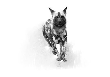 Artistic, black and white photo of African Wild Dog, Lycaon pictus, running in the splashing water directly at camera. African wildlife photography, low angle. Okavango delta, Botswana.  clipart