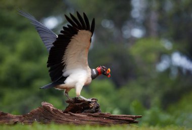 Renkli çöpçü, Kral akbaba, Sarcoramphus baba, Yeni Dünya akbabaları en büyük. Karkas üzerinde duran tuhaf Amerikan kuş kanatları ile yayıldı. Düşük açılı, yaban hayatı fotoğraf, Kosta Rika, Amerika.