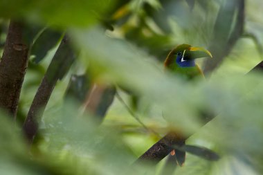 Yabani tropik kuş, Zümrüt toucanet, Aulacorhynchus prasinus, Kosta Rika yağmur ormanı onun doğal ortamda yaprakları arasına gizlenen büyük Gaga ile yeşil kuş. Kosta Rika yaban hayatı fotoğraf.