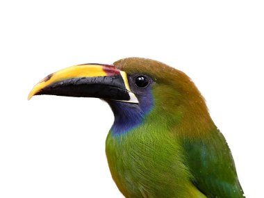 Beyaz arka plan üzerinde zümrüt toucanet, Aulacorhynchus prasinus, portresi izole raindrops tarafından kuş büyük Gaga ve renkli tüyleri ile kaplı. Kosta Rika yaban hayatı.