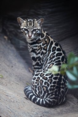 Vertical photo of Margay, Leopardus wiedii, nocturnal, small wild cat native to Central and South America staring directly at camera. Wild cat with fur marked with rosettes. Costa Rica. clipart
