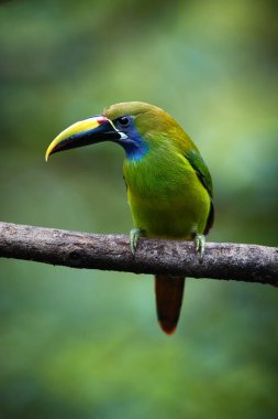 Zümrüt toucanet, Aulacorhynchus prasinus, şube Kosta Rika yağmur ormanı onun doğal ortamda oturan büyük Gaga ile yeşil kuş dikey fotoğraf. Kosta Rika yaban hayatı fotoğraf.