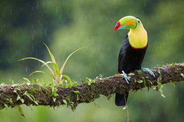 Büyük Gaga, salma gagalı tukan, Ramphastos sulfuratus, yağmur yağmur ormanlarının arka plan karşı yosunlu bir şube tünemiş ünlü tropik kuş. Kosta Rika siyah-sarı toucan, yaban hayatı fotoğraf.