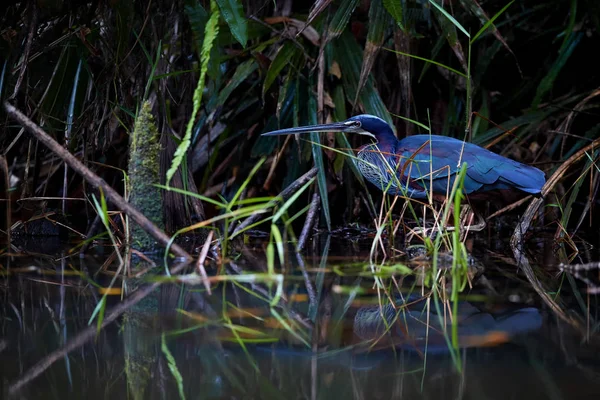 Agami Heron Agamia Agami Very Shy Vulnerable American Heron Wading — Stock Photo, Image