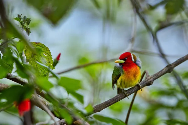 Colorful tropical bird, Red-headed barbet, Eubucco bourcierii, male with red head and green plumage, perched on twig in its natural environment of humid cloud forest. Costa Rican wildlife photo.